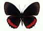 黑色蝴蝶标本1