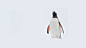 Gentoo_Penguin_Ant_GettyRM_视频：南极洲的一只巴布亚企鹅 (© Getty Images)