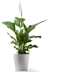 5 Hardy Hard-to-Kill Houseplants for Apartments with Low Light — Apartment Therapy's Home Remedies : One of the biggest frustrations of living in a space with limited light is the seemingly impossible task of keeping your houseplants happy. While all plan