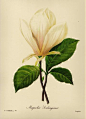 Botanical-Print-White-Magnolia-Flower-Gallery-Wall-Art-Farmhouse-Decor-pjr-1060