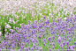 薰衣草（学名：lavandula pedunculata）属唇形科薰衣草属，原产于地中海沿岸、欧洲各地及大洋洲列岛，后被广泛栽种于英国及南斯拉夫。其叶形花色优美典雅，蓝紫色花序颖长秀丽，是庭院中一种新的多年生耐寒花卉，适宜花径丛植或条植，也可盆栽观赏。薰衣草在罗马时代就已是相当普遍的香草，因其功效最多，被称为“香草之后”。自古就广泛使用于医疗上，茎和叶都可入药，有健胃、发汗、止痛之功效，是治疗伤风感冒、腹痛、湿疹的良药。