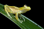 在中美洲和南美洲的雨林中，生活着一群能够隐身的玻璃蛙，它们身长不足10厘米，趴在叶子上，就像一坨绿色的橡皮糖，通过透明的肚子，能够清楚的看到它们每一次心跳。