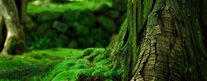 绿色树木苔藓植物桌面壁纸-桌面背景-高清...