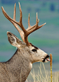 Buck | Deer