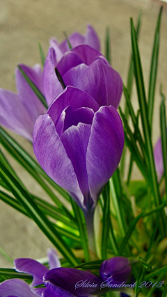 渺颜采集到鲜花