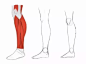 【新手教程】第16期：小腿篇，关于小腿常见的一些错误画法