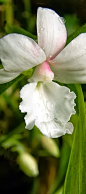 Calanthe Vestita Alba Orchid