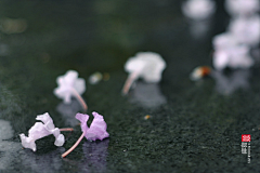 烟雨梦﹏采集到落花流水