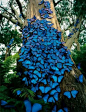  树干，雨林和蓝色大闪蝶
