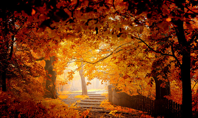 Осень, деревья, лист...