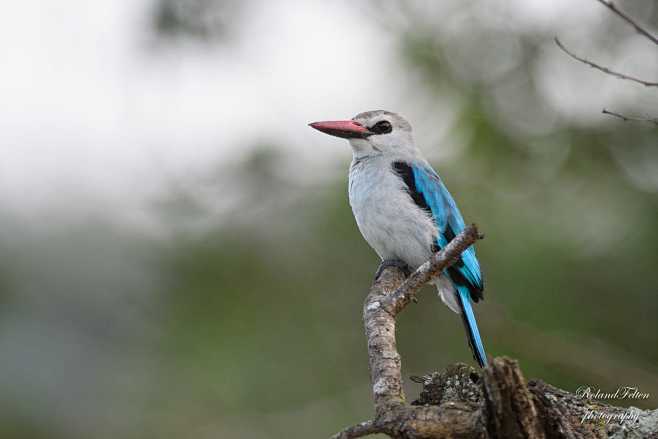 Woodland Kingfisher ...