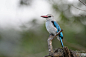 Woodland Kingfisher by Roland Felten on 500px