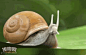随着历史的年轮，蜗牛进化了。蜗牛涡轮变速