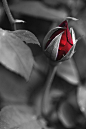 A single rose | ART & PHOTOGRAPHY