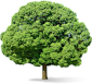 tree png image