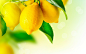 General 1920x1200 lemons fruit