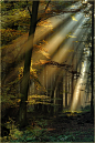 forest morning rays