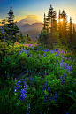 Mount Rainier, Washington 雷尼尔山，华盛顿

