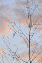 【Noji Mikiko 四季之美】日本插画师 Noji Mikiko（野地美树子）喜欢用画笔记录四季之美。她的作品色彩鲜明，生动而美丽，给人惬意、恬静的感觉。 ​​​​