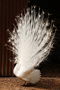 White peacock by David Calvin