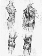 人体肌肉参考图 | 火神网旗下艺术培训机构——火神CG工场