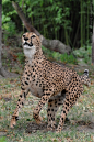 Cheetah (010) by Sikaris