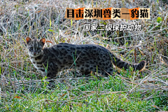 ---LC---采集到動物