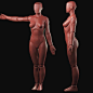 Proportional Female Reference Figure, Dan Crossland : Following the release of my proportional male anatomy figure a few guys asked me if I would make a female.
I am now happy to bring you the female figure for download over at my new shop.  she comes wit