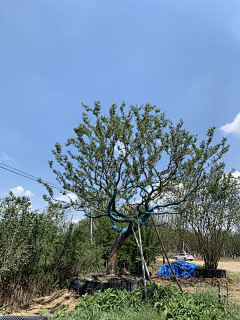 kekoukele采集到B软景——植物配置/树林