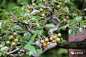 闲栽一盆俏梨树，静赏春花与秋实_作品 : 梨是蔷薇科梨属植物，资源丰富。目前国内栽培的主要有5个种，分别为秋子梨、白梨、沙梨、洋梨和新疆梨。此外，杜梨（棠梨）、豆梨（鹿梨）、褐梨和川梨等野生种，常被用作梨的砧木。其中，白梨适于冷冻干燥的气候栽培；沙梨
