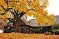 秋天的枫木，摄于美国波特兰。