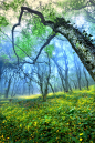 Mist and Yellow Flowers