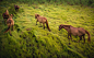 General 2048x1260 animals horse grass