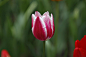 【赏花】一代名花郁金香8(学名：Tulipa)