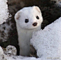 这货叫伶鼬（Least Weasel ），是世界上最小的肉食哺乳动物，也是标准吃货，它要24小时不停的吃东西才行，随时都会饿，这身材真是太拉仇了 ​​​​