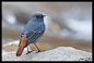 红尾水鸲 Rhyacornis fuliginosus 雀形目 鸫科 水鸲属
Water redstart at Water stream !! by Zahran  CR on 500px