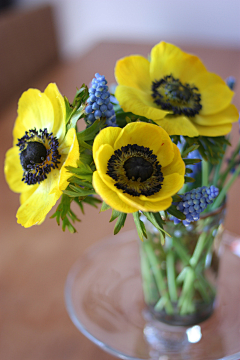 sharon青葙采集到银莲花 海葵花anemones