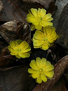 花之物语flowerwuyu采集到冰凌花