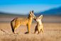 Kit Fox Pups by Jason Sims on 500px