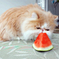 波斯猫啃西瓜