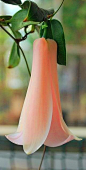 智利粉红色铃铛花。
Pink Chilean bell flower.