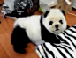 花一万块钱在网上买的熊猫，段友们帮忙看看我是不是上当了？