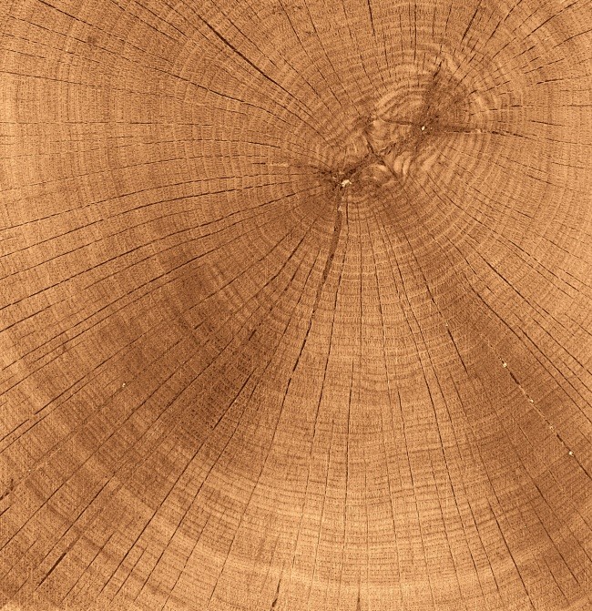 木头年轮纹理背景图片