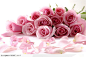 花卉特写-粉色的玫瑰花