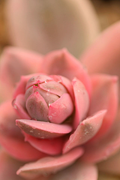 侧竹杖采集到植物肉肉