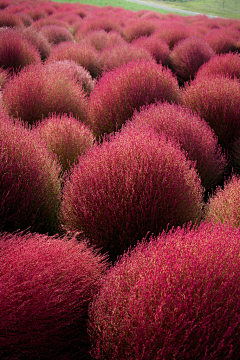 能♥能采集到植物