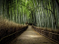 日本京都的岚山竹子步道 Bamboo Forest – Japan