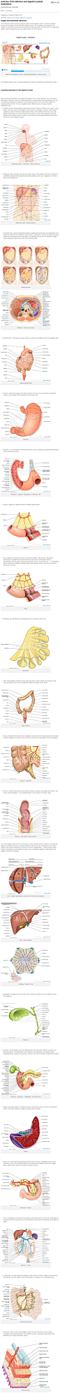 Abdomen and digestive system: anatomical illustrations
