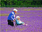 沿着田边缓缓走过，紫色花海随风摇曳，伴着薰衣草馥郁芳香，我愿从此做一个花农。