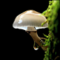  #蘑菇#